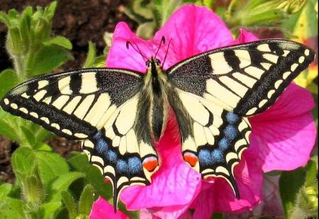 --- Le machaon ---